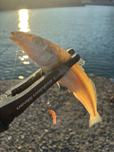 シロギスの釣果