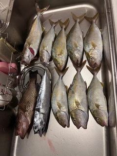 ネイリの釣果