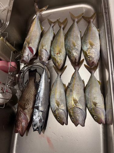 ネイリの釣果