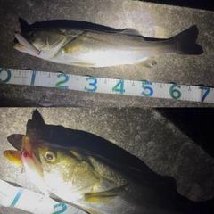 スズキの釣果
