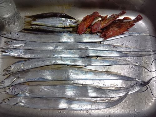 タチウオの釣果