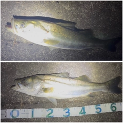 スズキの釣果