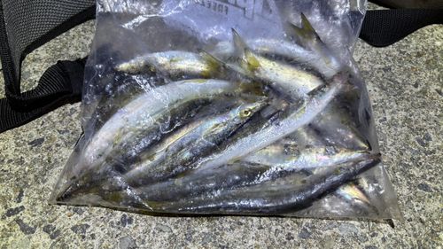 カマスの釣果