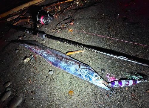 タチウオの釣果