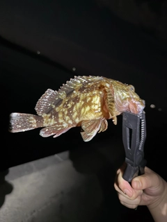 カサゴの釣果
