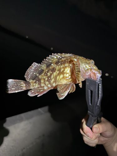 カサゴの釣果