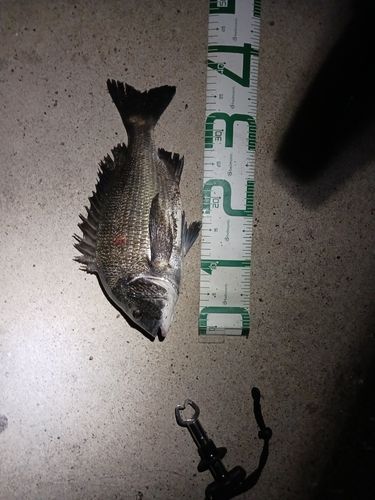 クロダイの釣果