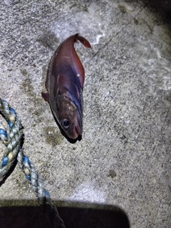 エゾイソアイナメの釣果