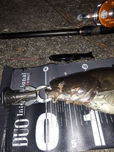 ナマズの釣果