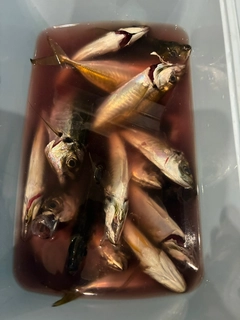 アジの釣果