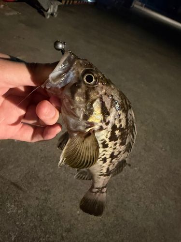 クロソイの釣果