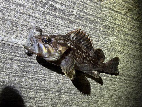 クロソイの釣果