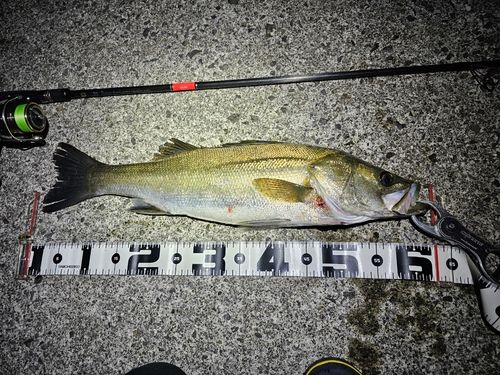 シーバスの釣果