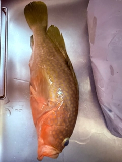 アコウの釣果