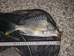キビレの釣果