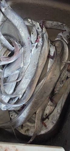 タチウオの釣果