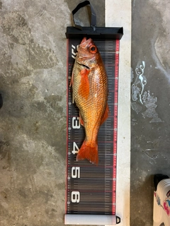 アカムツの釣果