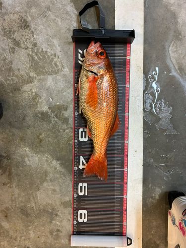 アカムツの釣果