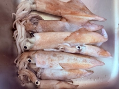 ケンサキイカの釣果