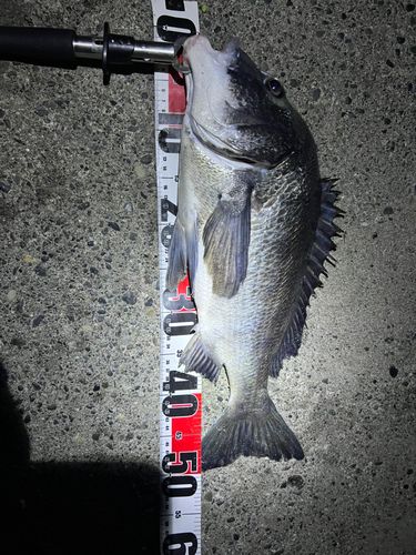 チヌの釣果