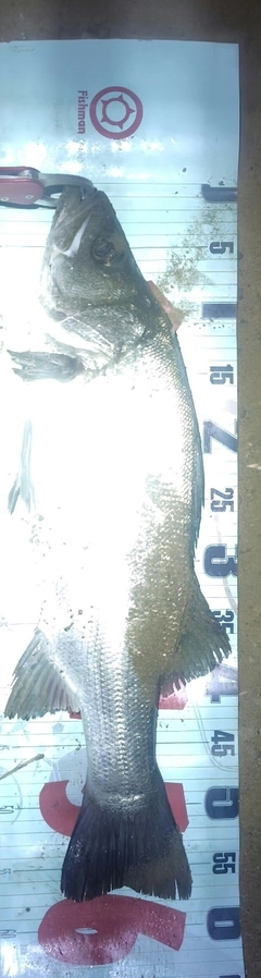 フッコ（ヒラスズキ）の釣果