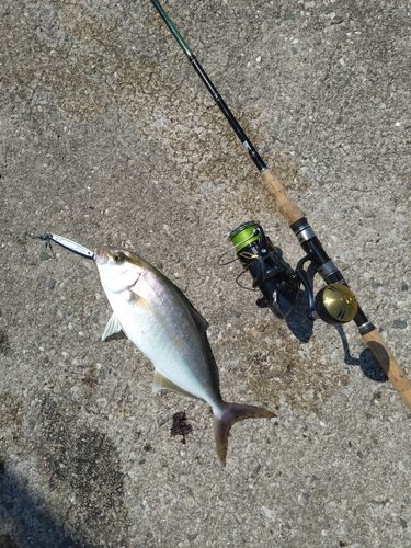 カンパチの釣果