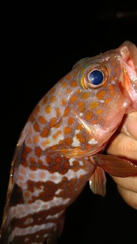 アコウの釣果