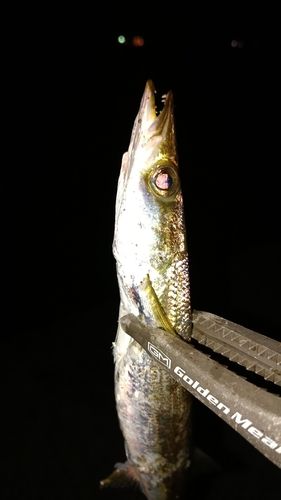 カマスの釣果