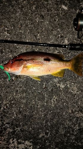 ヨコスジフエダイの釣果