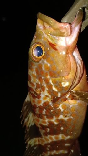 アコウの釣果