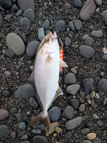 ショゴの釣果