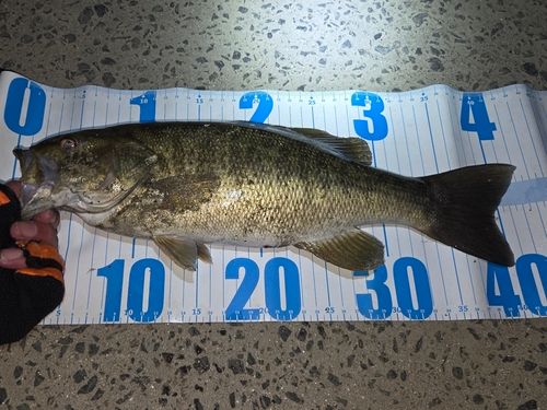 スモールマウスバスの釣果