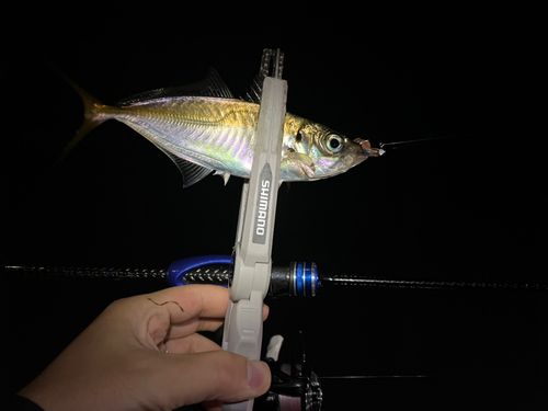 マアジの釣果
