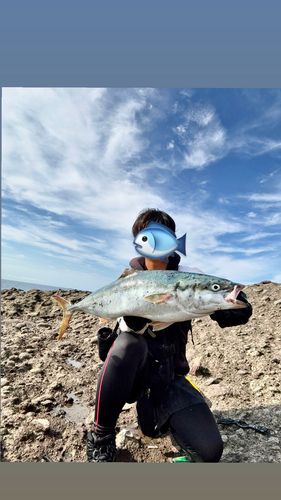 イナダの釣果