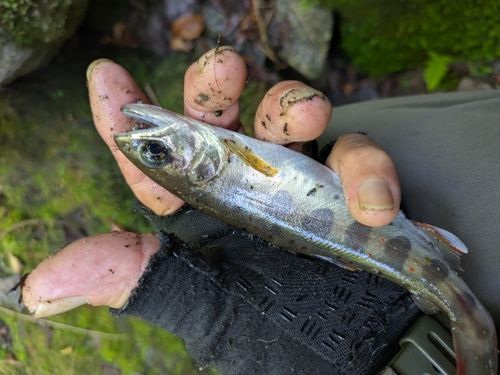 アマゴの釣果