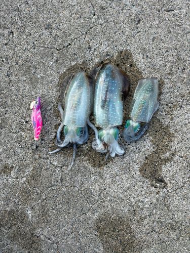 アオリイカの釣果