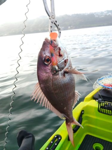 マダイの釣果