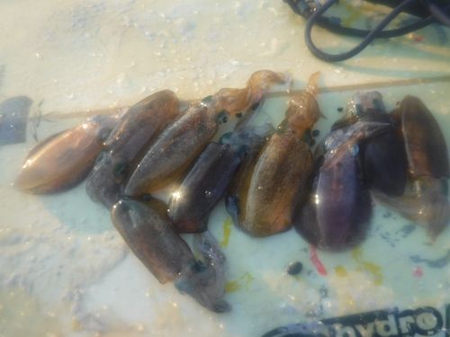 アオリイカの釣果