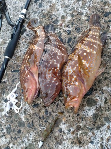 キジハタの釣果