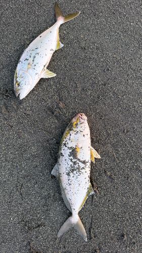 ショゴの釣果