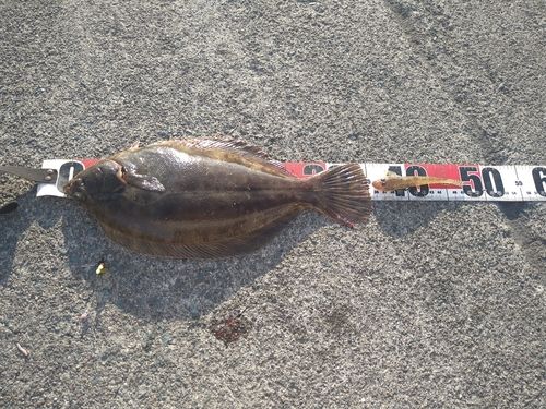 カレイの釣果
