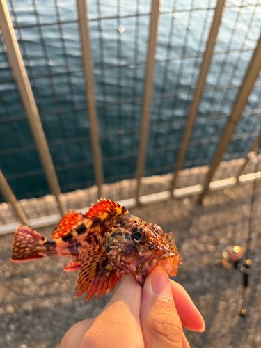 カサゴの釣果