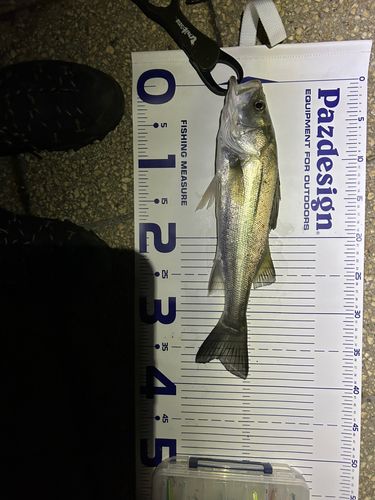 シーバスの釣果