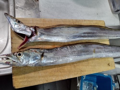 テンジクタチの釣果