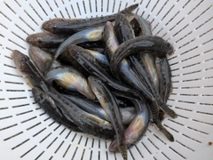 マハゼの釣果