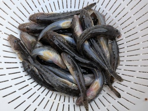 マハゼの釣果