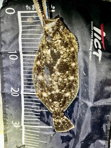 ヒラメの釣果