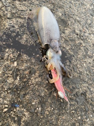 アオリイカの釣果