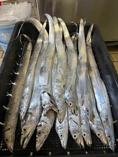 タチウオの釣果