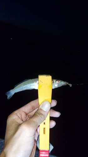 シロギスの釣果
